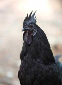 家里阳光不足怎么养花，选对植物种类，掌握养护技巧