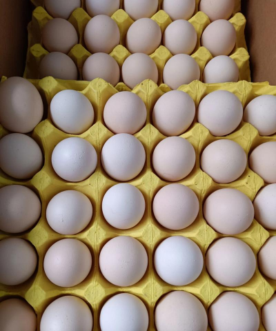 家里阳光不足怎么养花，选对植物种类，掌握养护技巧