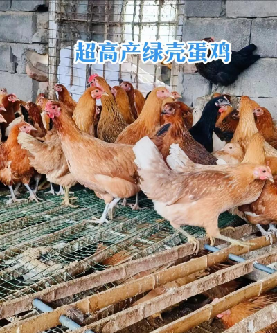 家里阳光不足怎么养花，选对植物种类，掌握养护技巧