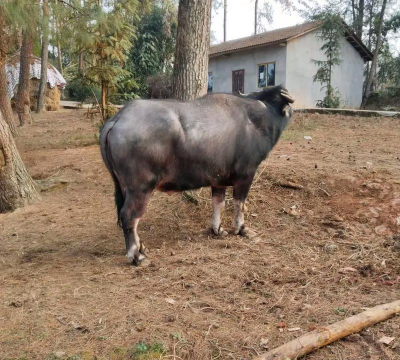 家里阳光不足怎么养花，选对植物种类，掌握养护技巧