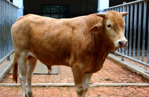 家里阳光不足怎么养花，选对植物种类，掌握养护技巧