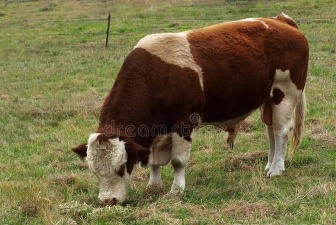 家里阳光不足怎么养花，选对植物种类，掌握养护技巧