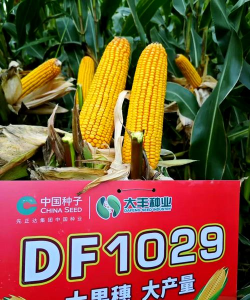 家里阳光不足怎么养花，选对植物种类，掌握养护技巧