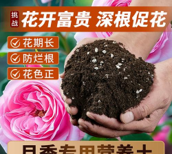 家里阳光不足怎么养花，选对植物种类，掌握养护技巧