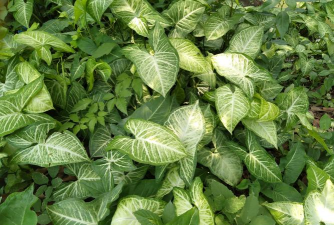 家里阳光不足怎么养花，选对植物种类，掌握养护技巧