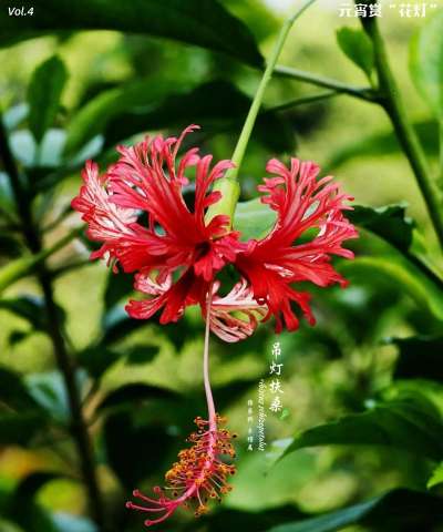 家里阳光不足怎么养花，选对植物种类，掌握养护技巧