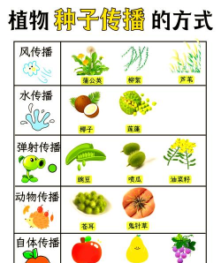家里阳光不足怎么养花，选对植物种类，掌握养护技巧
