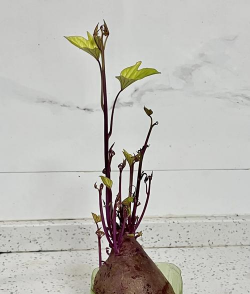 家里阳光不足怎么养花，选对植物种类，掌握养护技巧