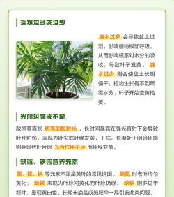 家里阳光不足怎么养花，选对植物种类，掌握养护技巧