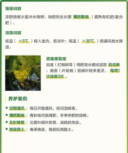 家里阳光不足怎么养花，选对植物种类，掌握养护技巧