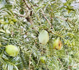 家里阳光不足怎么养花，选对植物种类，掌握养护技巧