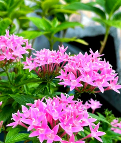 家里阳光不足怎么养花，选对植物种类，掌握养护技巧