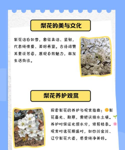 梨花在什么时候开