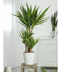 家里阳光不足怎么养花，选对植物种类，掌握养护技巧