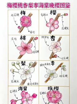 家里阳光不足怎么养花，选对植物种类，掌握养护技巧