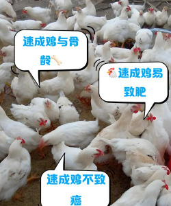 家里阳光不足怎么养花，选对植物种类，掌握养护技巧