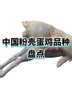 家里阳光不足怎么养花，选对植物种类，掌握养护技巧