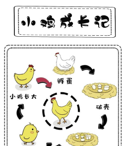 家里阳光不足怎么养花，选对植物种类，掌握养护技巧