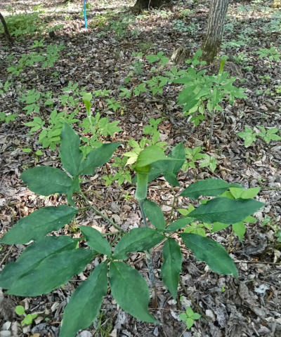 家里阳光不足怎么养花，选对植物种类，掌握养护技巧