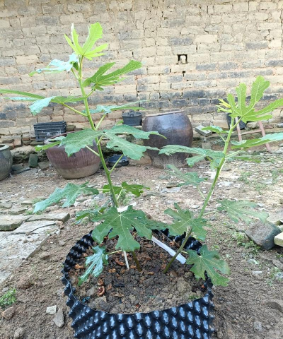 家里阳光不足怎么养花，选对植物种类，掌握养护技巧