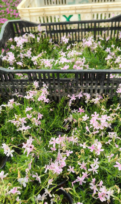 小众送妈妈的花有哪些花