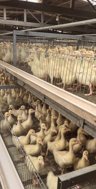 家里阳光不足怎么养花，选对植物种类，掌握养护技巧