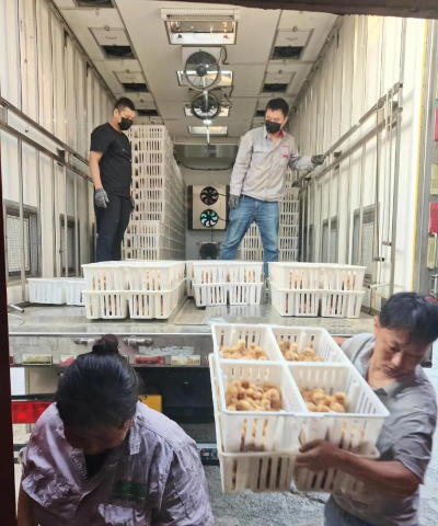 家里阳光不足怎么养花，选对植物种类，掌握养护技巧