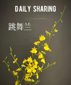 家里阳光不足怎么养花，选对植物种类，掌握养护技巧