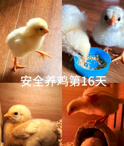 家里阳光不足怎么养花，选对植物种类，掌握养护技巧