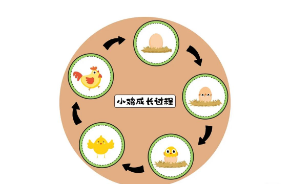 家里阳光不足怎么养花，选对植物种类，掌握养护技巧