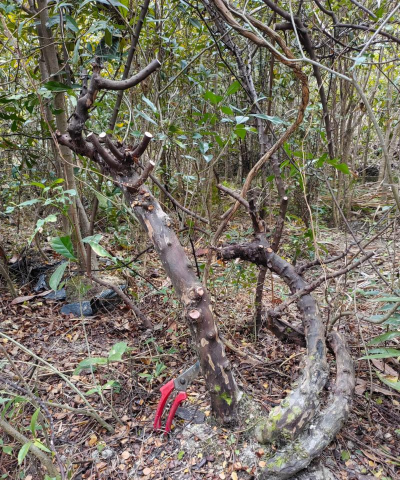 家里阳光不足怎么养花，选对植物种类，掌握养护技巧