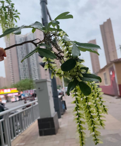 家里阳光不足怎么养花，选对植物种类，掌握养护技巧