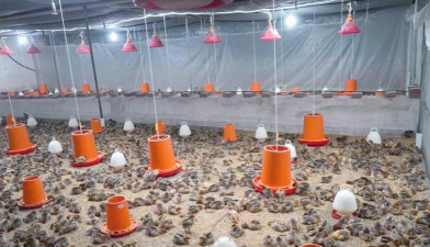 家里阳光不足怎么养花，选对植物种类，掌握养护技巧