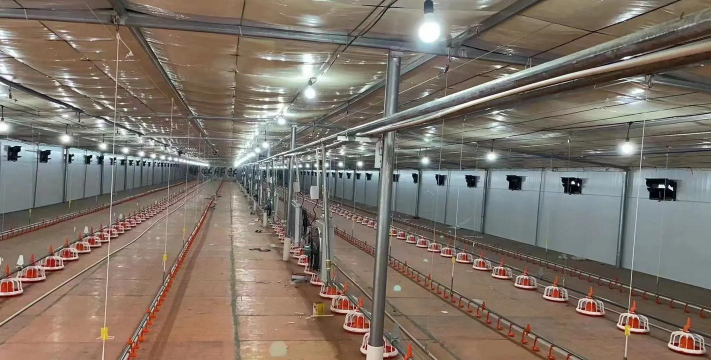 家里阳光不足怎么养花，选对植物种类，掌握养护技巧