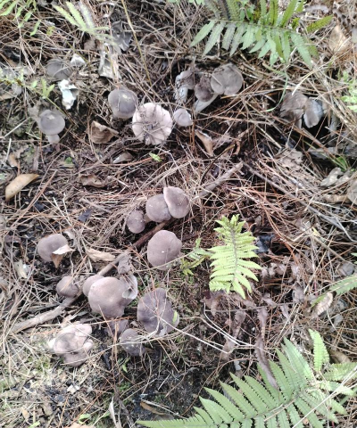 山东地区常见的野生菌类