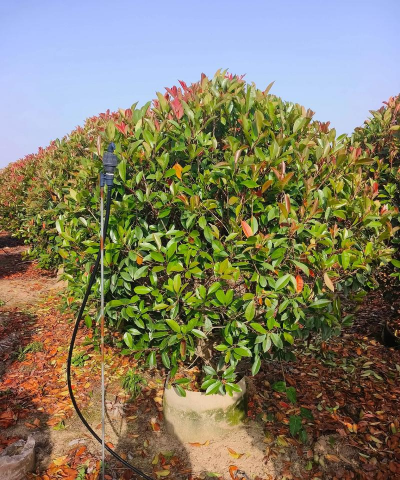 家里阳光不足怎么养花，选对植物种类，掌握养护技巧