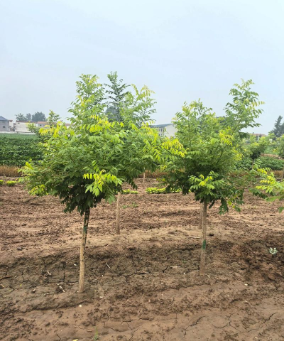 家里阳光不足怎么养花，选对植物种类，掌握养护技巧