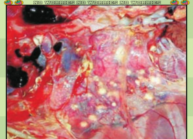 家里阳光不足怎么养花，选对植物种类，掌握养护技巧