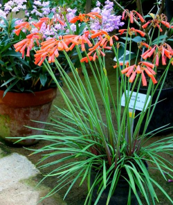 家里阳光不足怎么养花，选对植物种类，掌握养护技巧