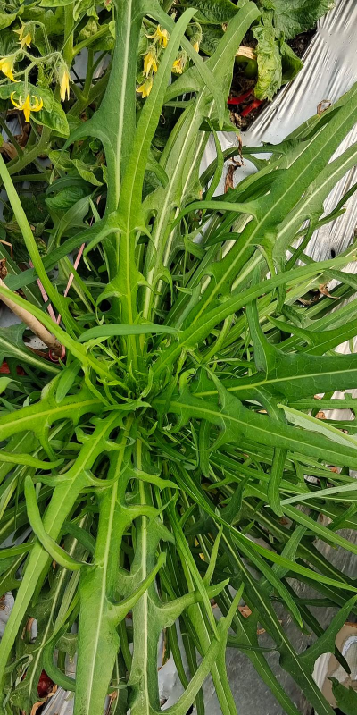 家里阳光不足怎么养花，选对植物种类，掌握养护技巧