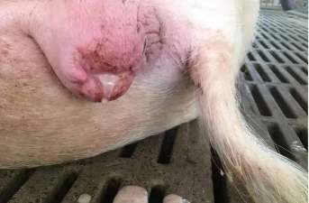 家里阳光不足怎么养花，选对植物种类，掌握养护技巧