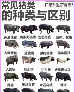 家里阳光不足怎么养花，选对植物种类，掌握养护技巧