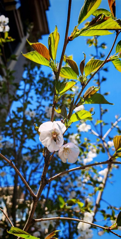 家里阳光不足怎么养花，选对植物种类，掌握养护技巧