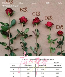 家里阳光不足怎么养花，选对植物种类，掌握养护技巧