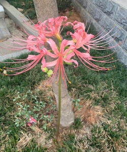 家里阳光不足怎么养花，选对植物种类，掌握养护技巧