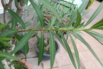 家里阳光不足怎么养花，选对植物种类，掌握养护技巧