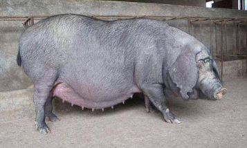 家里阳光不足怎么养花，选对植物种类，掌握养护技巧