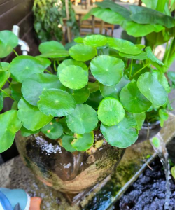 家里阳光不足怎么养花，选对植物种类，掌握养护技巧