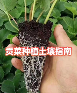 家里阳光不足怎么养花，选对植物种类，掌握养护技巧