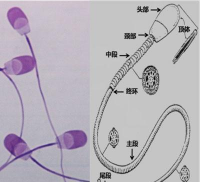 家里阳光不足怎么养花，选对植物种类，掌握养护技巧